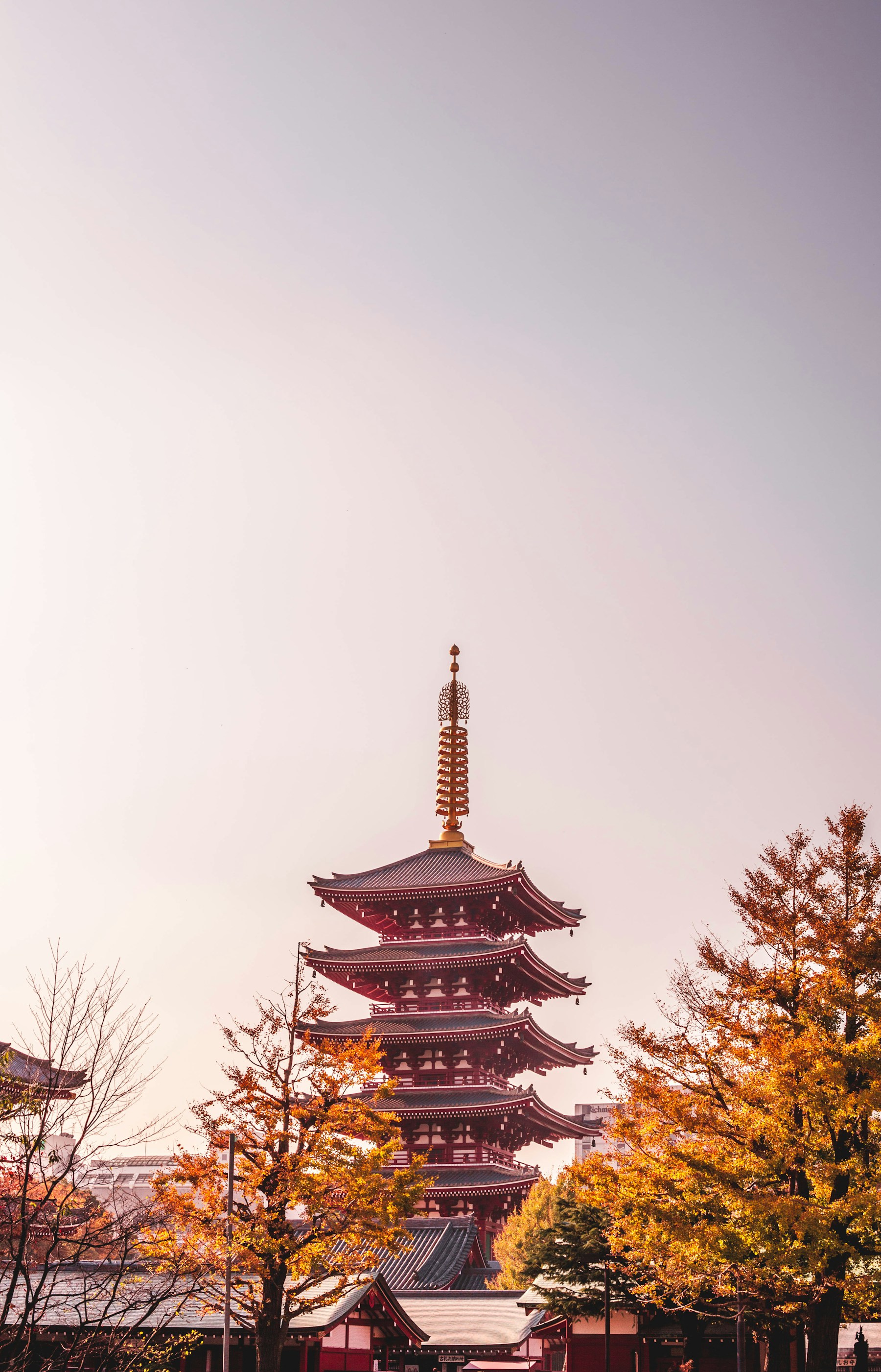 Tháp chùa Sensō-ji giữa tán lá mùa thu và nền trời hồng nhạt