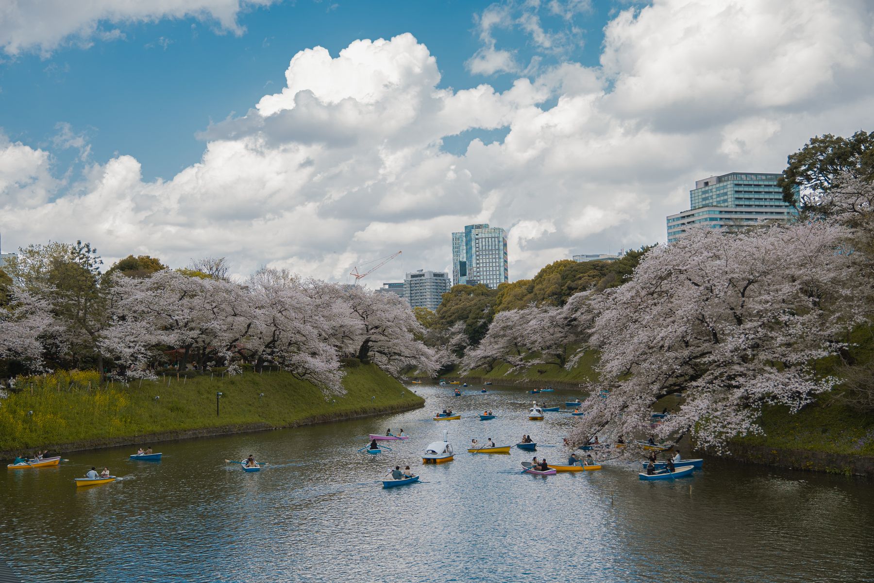 Thuyền trên hào nước Chidorigafuchi giữa mùa hoa ở Tokyo.