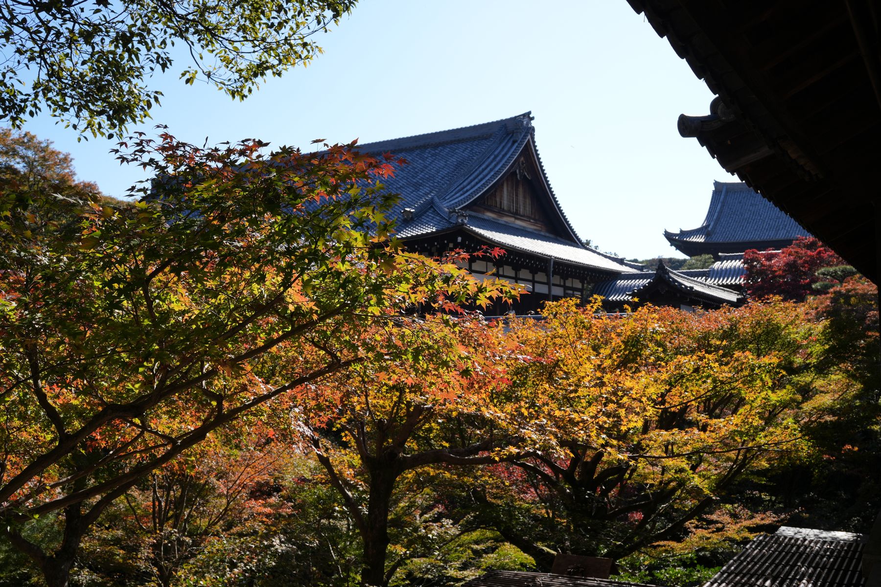 Tán lá đan cùng mái chùa ở Kyoto.