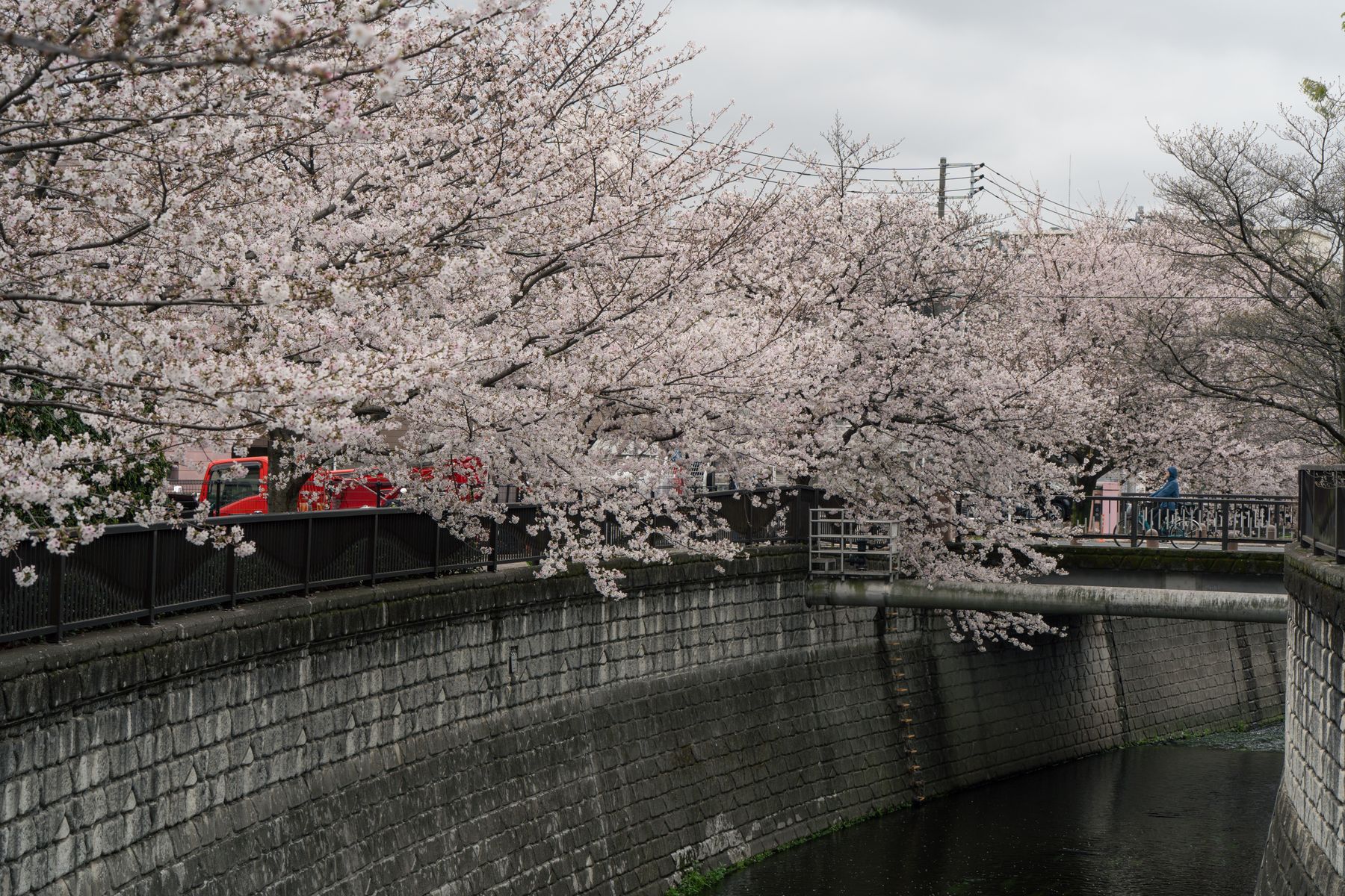 Hoa anh đào dọc dòng nước trong thành phố Tokyo.