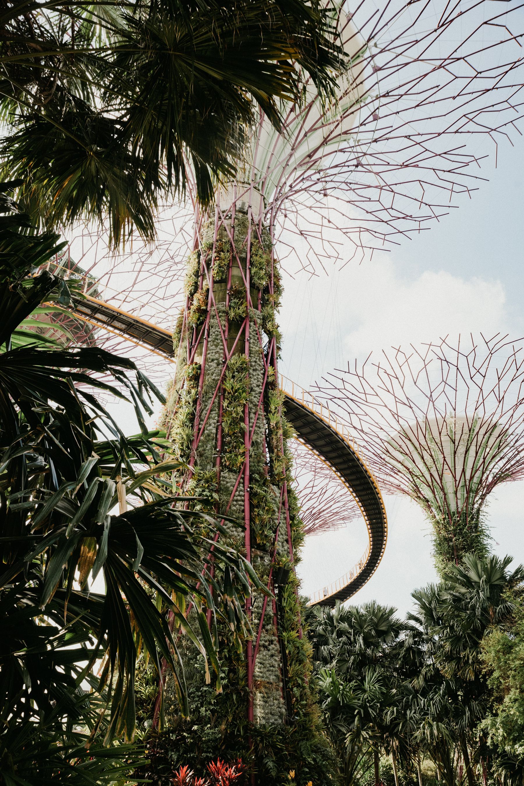 Supertrees giữa không gian cây xanh tại Singapore.